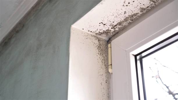 Mold Testing and Removal in Fairview Shores, FL